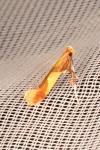Caloptilia alchimiella