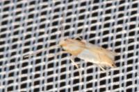 Phyllonorycter roboris