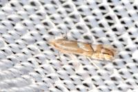Phyllonorycter