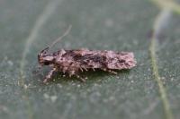 Carpatolechia fugacella