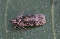 Carpatolechia fugacella