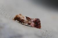 Neocochylis hybridella