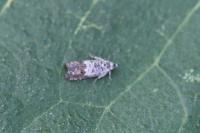 Cydia gr. succedana
