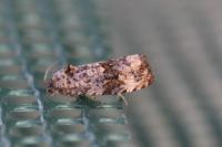 Endothenia
