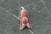 Eucosma conterminana