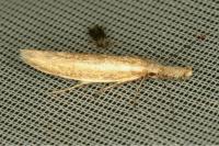 Pleurota aristella