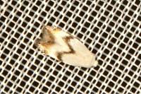 Pseudopostega crepusculella