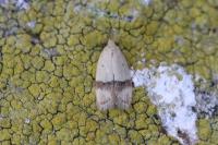 Odites kollarella