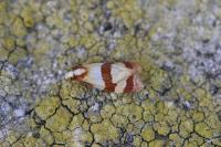 Phalonidia albipalpana