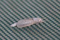 Phragmataecia castaneae