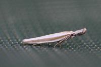 Pleurota aristella