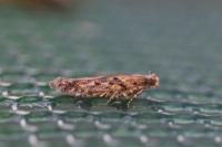 Scrobipalpa