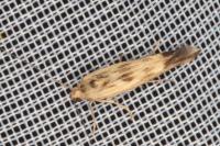 Scythris limbella