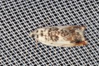 Ancylis laetana
