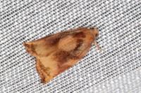 Archips podana