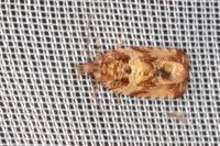 Celypha cespitana