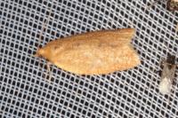 Clepsis consimilana