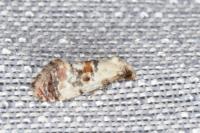 Neocochylis hybridella