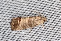 Cydia pomonella