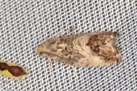 Cydia splendana