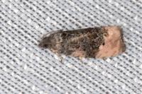 Metendothenia atropunctana