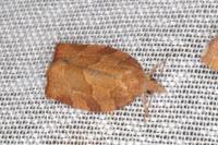 Pandemis heparana