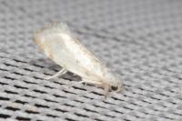 Niphonympha dealbatella