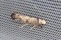 Paraswammerdamia nebulella