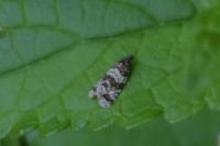 Isotrias rectifasciana