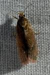 Celypha rosaceana/rufana
