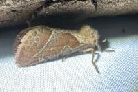 Triodia sylvina