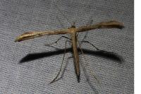 Emmelina monodactyla