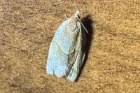 Clepsis rurinana