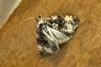 Endothenia gr. gentianaeana