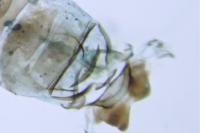Tinagma magnostiumella