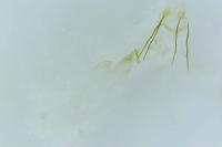 Alucita zonodactyla