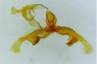 Endothenia marginana
