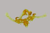 Endothenia oblongana