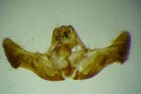 Eucosma cana