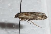 Eucosma cana
