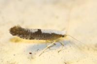 Argyresthia spinosella