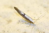 Argyresthia spinosella