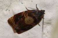 Ditula angustiorana