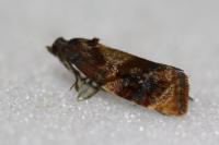 Ditula angustiorana