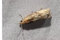 Eucosma gr. cana