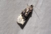 Apotomis betuletana