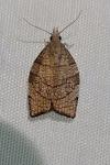 Pandemis corylana