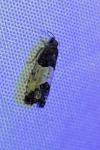 Spilonota ocellana
