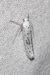 Yponomeuta