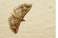 Pterotopteryx dodecadactyla